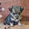 Welpe DINGO (klein bleibend)