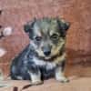 Welpe DINGO (klein bleibend)