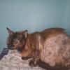 Livia