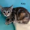 Kaly