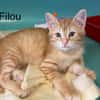 Filou