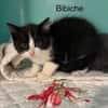 BIBICHE