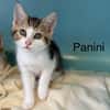 Panini