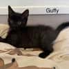 Guffy