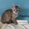 Pauline