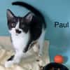 Paul