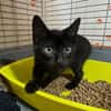 Hercule [Chaton]