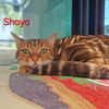 Shoyo