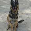 APOLO (Union Animal)
