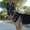 APOLO (Union Animal)