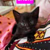 SAORI/SHIRYU/SHUN À ADOPTER PAR DEUX OU SEUL SI DEJA UN CHAT CHEZ VOUS