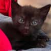 SAORI/SHIRYU/SHUN À ADOPTER PAR DEUX OU SEUL SI DEJA UN CHAT CHEZ VOUS