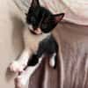 SAORI/SHIRYU/SHUN À ADOPTER PAR DEUX OU SEUL SI DEJA UN CHAT CHEZ VOUS