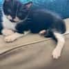 SAORI/SHIRYU/SHUN À ADOPTER PAR DEUX OU SEUL SI DEJA UN CHAT CHEZ VOUS