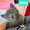 SAORI/SHIRYU/SHUN À ADOPTER PAR DEUX OU SEUL SI DEJA UN CHAT CHEZ VOUS