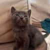 SAORI/SHIRYU/SHUN À ADOPTER PAR DEUX OU SEUL SI DEJA UN CHAT CHEZ VOUS