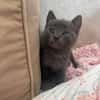 SAORI/SHIRYU/SHUN À ADOPTER PAR DEUX OU SEUL SI DEJA UN CHAT CHEZ VOUS