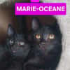BETTY-LOU ET MARIE-OCEANE À ADOPTER EN DUO OU SEULE SI DEJA UN CHAT PRÉSENT CHEZ VOUS