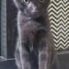 BETTY-LOU ET MARIE-OCEANE À ADOPTER EN DUO OU SEULE SI DEJA UN CHAT PRÉSENT CHEZ VOUS