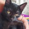 BETTY-LOU ET MARIE-OCEANE À ADOPTER EN DUO OU SEULE SI DEJA UN CHAT PRÉSENT CHEZ VOUS