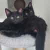 BETTY-LOU ET MARIE-OCEANE À ADOPTER EN DUO OU SEULE SI DEJA UN CHAT PRÉSENT CHEZ VOUS