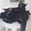 BETTY-LOU ET MARIE-OCEANE À ADOPTER EN DUO OU SEULE SI DEJA UN CHAT PRÉSENT CHEZ VOUS
