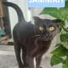 JAMMAH A ADOPTER AVEC UN CHAT DEJA PRÉSENT CHEZ VOUS