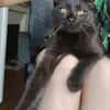 JAMMAH A ADOPTER AVEC UN CHAT DEJA PRÉSENT CHEZ VOUS