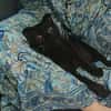 JAMMAH A ADOPTER AVEC UN CHAT DEJA PRÉSENT CHEZ VOUS