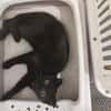 JAMMAH A ADOPTER AVEC UN CHAT DEJA PRÉSENT CHEZ VOUS