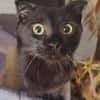 JAMMAH A ADOPTER AVEC UN CHAT DEJA PRÉSENT CHEZ VOUS
