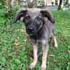 MAHE, chiot mâle Berger Créole