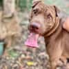 Pollux, mâle croisé Shar Pei, né le 03/06/2024 🐶