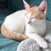 MIEL, chaton créole mâle