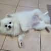 LINA, Spitz femelle