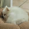 LINA, Spitz femelle