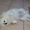 LINA, Spitz femelle