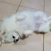 LINA, Spitz femelle