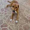 Frisky, Mâle, X Berger, né le 01/04/2025 🐶