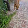 Frisky, Mâle, X Berger, né le 01/04/2025 🐶