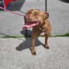 Brooklyn, femelle, Berger X Staffordshire Terrier (Décatégorisée par diagnose), née le 20/04/2022 🐶