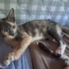 BABETH Chaton femelle type européen