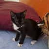 BAGHERRA, chaton femelle type européen