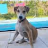 CARAMELA, Chiot Berger Créole
