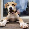 CARAMELA, Chiot Berger Créole