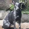 LOCKY, Chiot mâle Croisé Labrador
