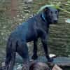 LOCKY, Chiot mâle Croisé Labrador