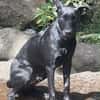 LOCKY, Chiot mâle Croisé Labrador