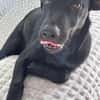 LOCKY, Chiot mâle Croisé Labrador