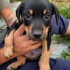 ORION, chiot mâle Berger Créole